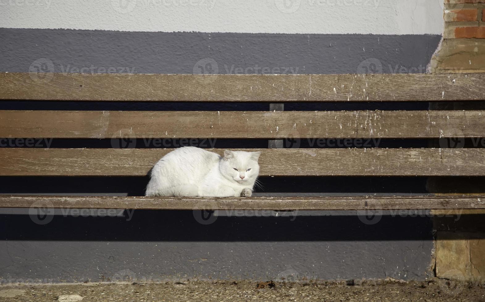 katt som ligger på bänken foto