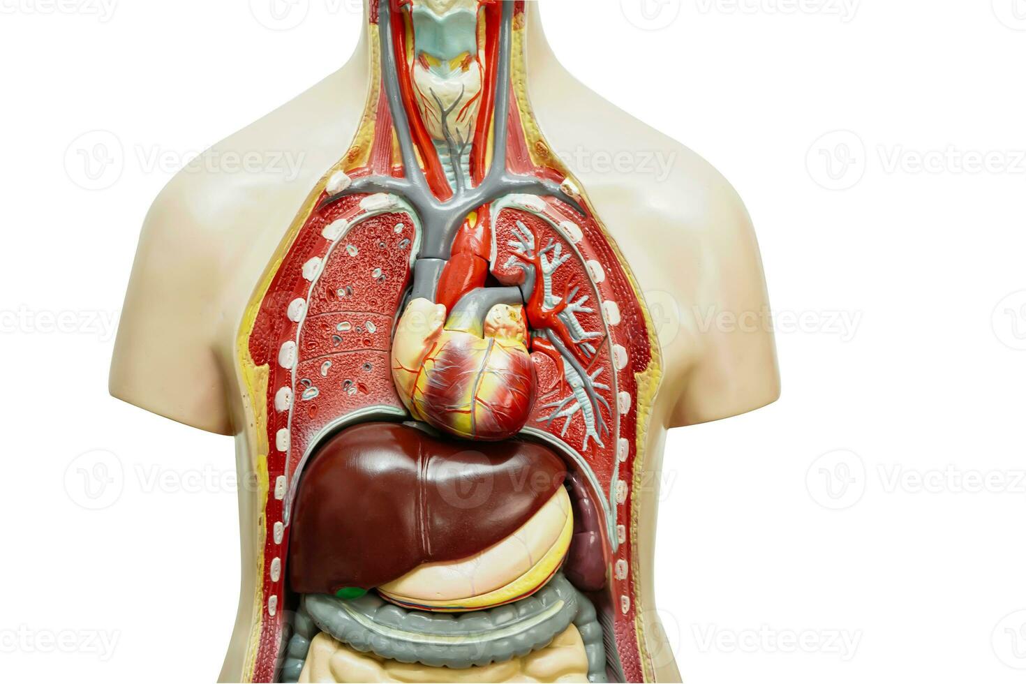 mänsklig kropp anatomi organ modell isolerat på vit bakgrund med klippning väg för studie utbildning medicinsk kurs. foto