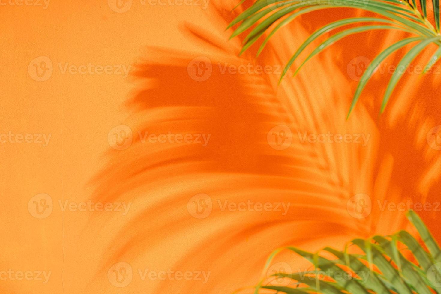 palmgrenarna kastar skuggor på den orange väggen foto