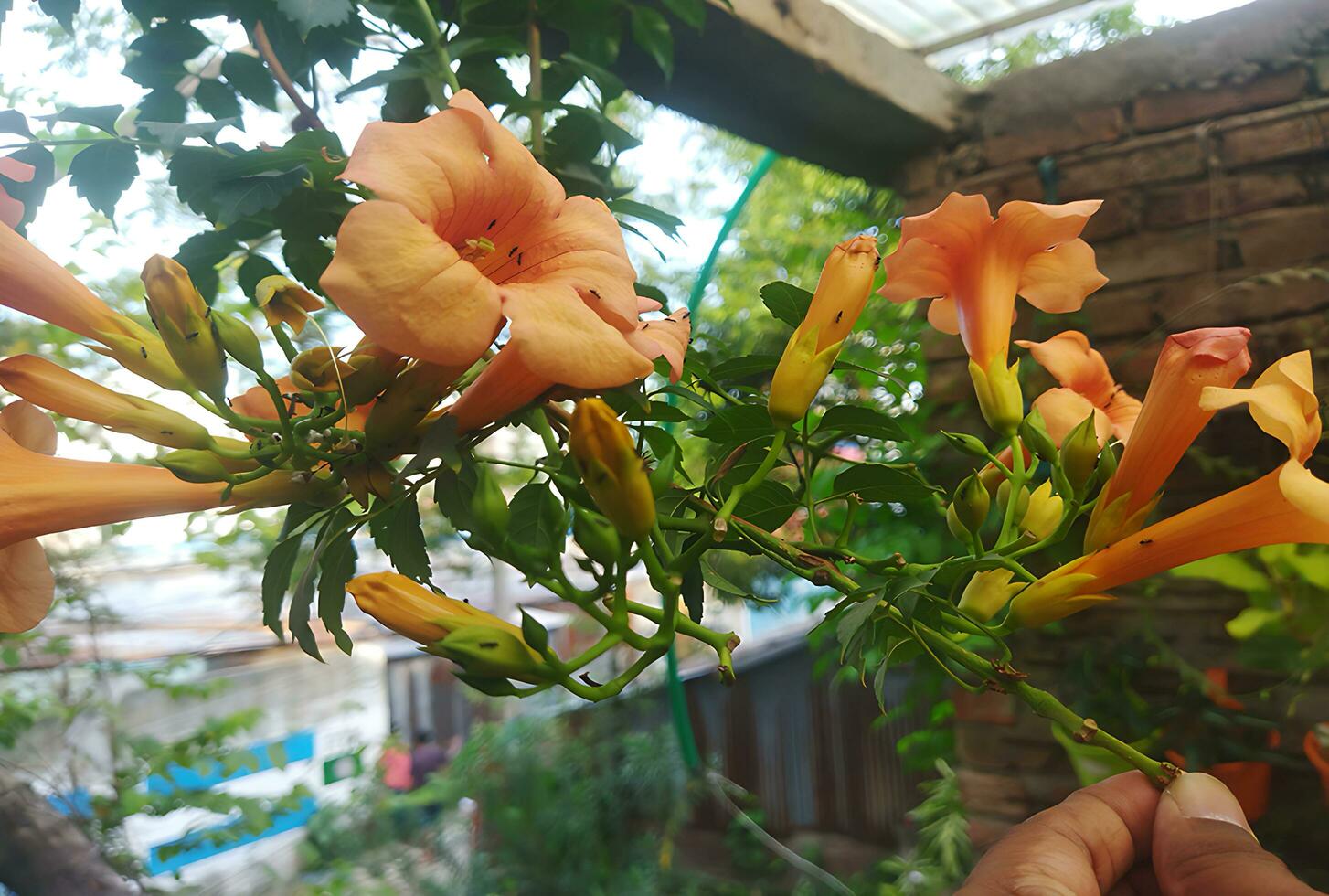 naturlig skön av orange Färg ampsis grandiflora, kinesisk trumpet kryp grenar eller kraftfull trumpet vin är en släkte av blommande växter . foto