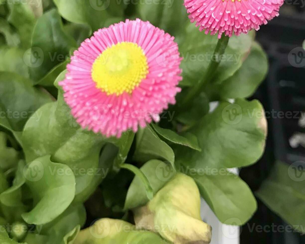 närbild visningar av en vacker färgade naturlig blommor i de botanik trädgård. foto