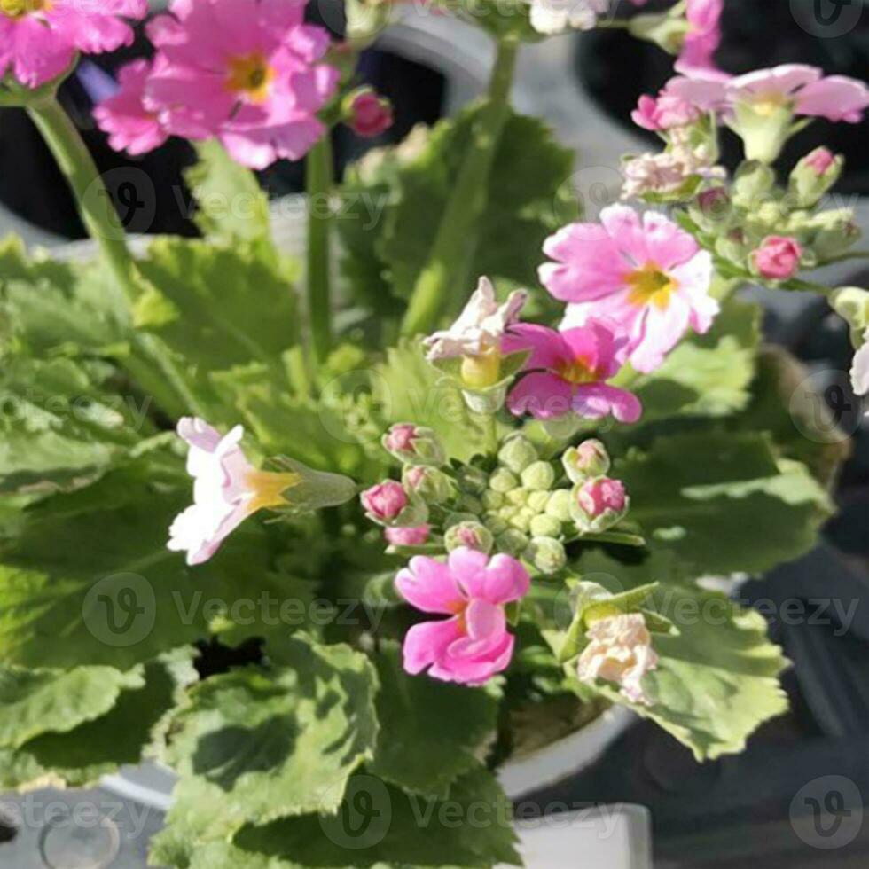 närbild visningar av en vacker färgade naturlig blommor i de botanik trädgård. foto