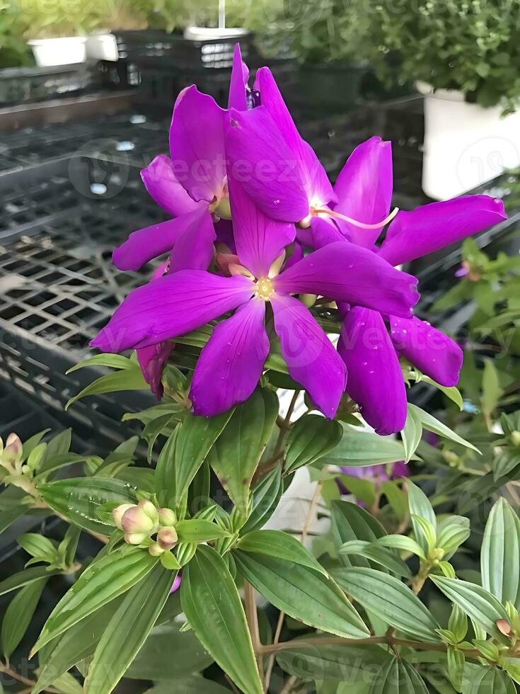 se av en närbild färgade blommor växt foto