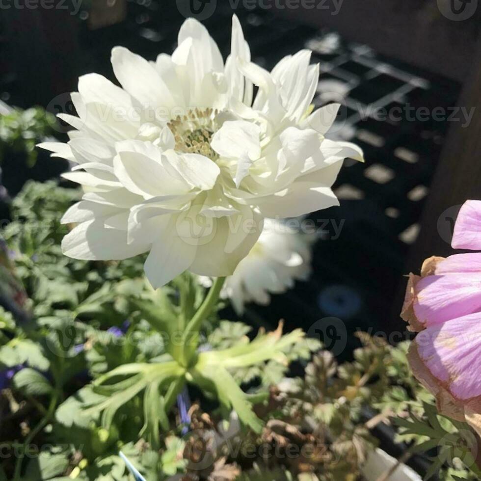 närbild visningar av en vacker färgade naturlig blommor i de botanik trädgård. foto