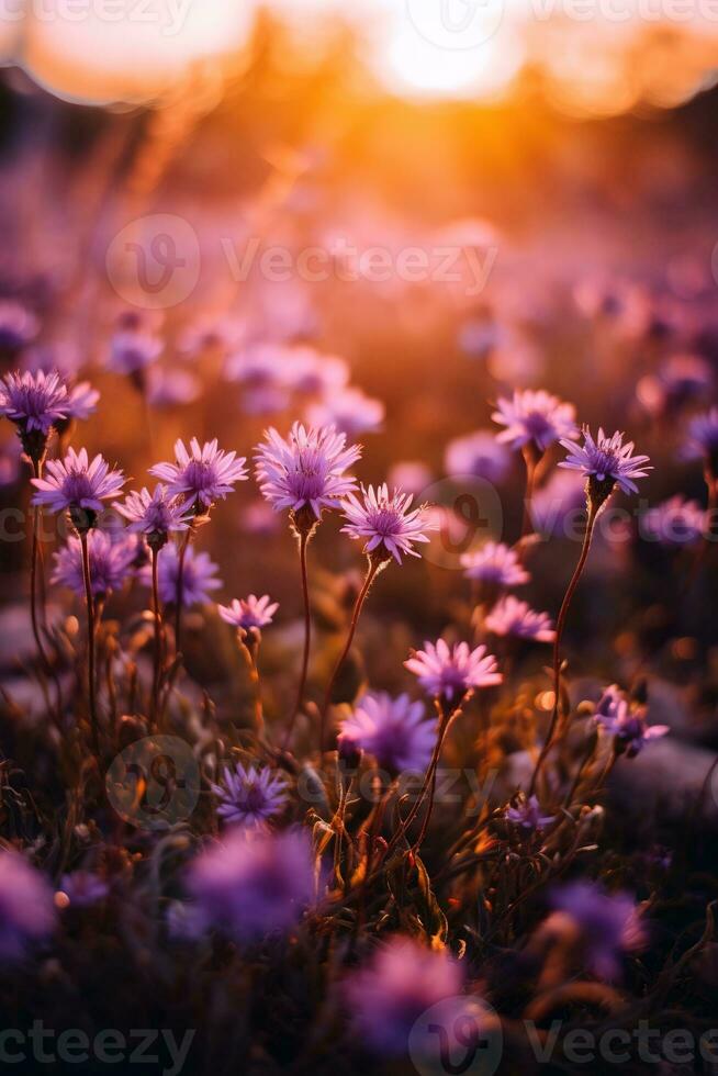 ai generativ en fält av lila blommor med de Sol i de bakgrund foto