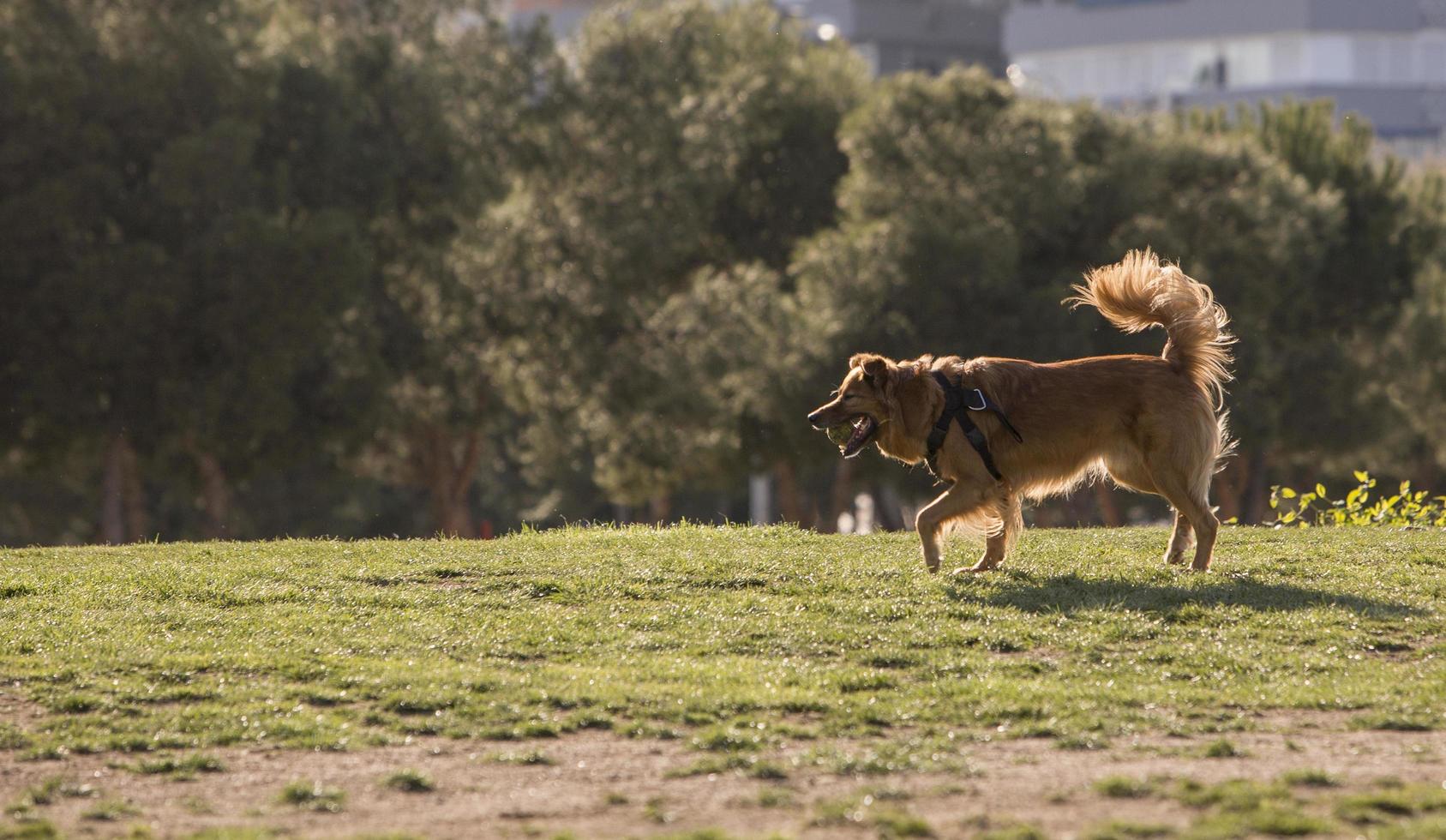 en hund som har kul med sin boll i Madrid Rio Park, Madrid Spanien foto