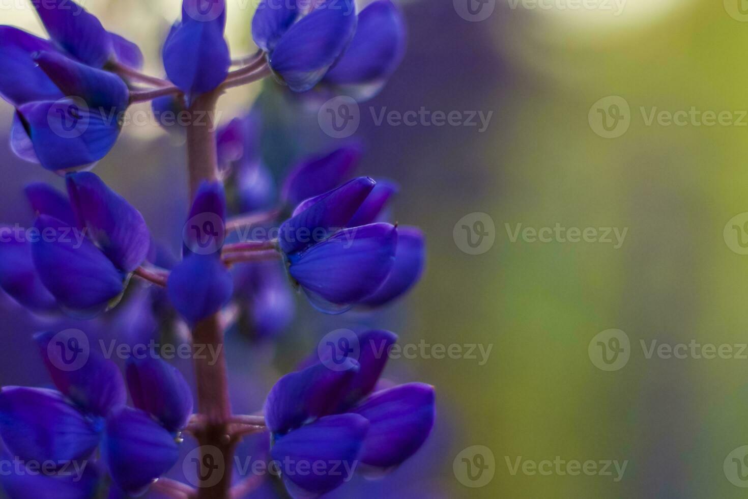 lila vild lupin lupinus polyphyllus blooms i en äng. blomma närbild. makro fotografi. foto