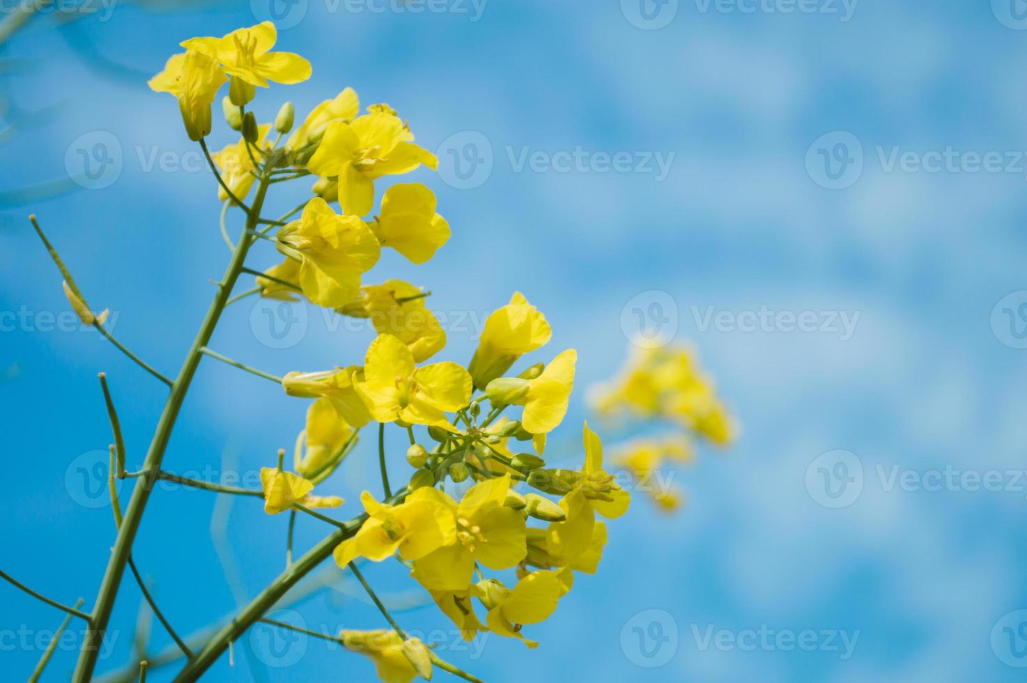 gula raps- eller rapsblommor, odlade för rapsoljan foto