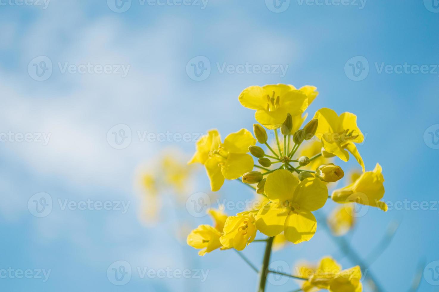 gula raps- eller rapsblommor, odlade för rapsoljan foto