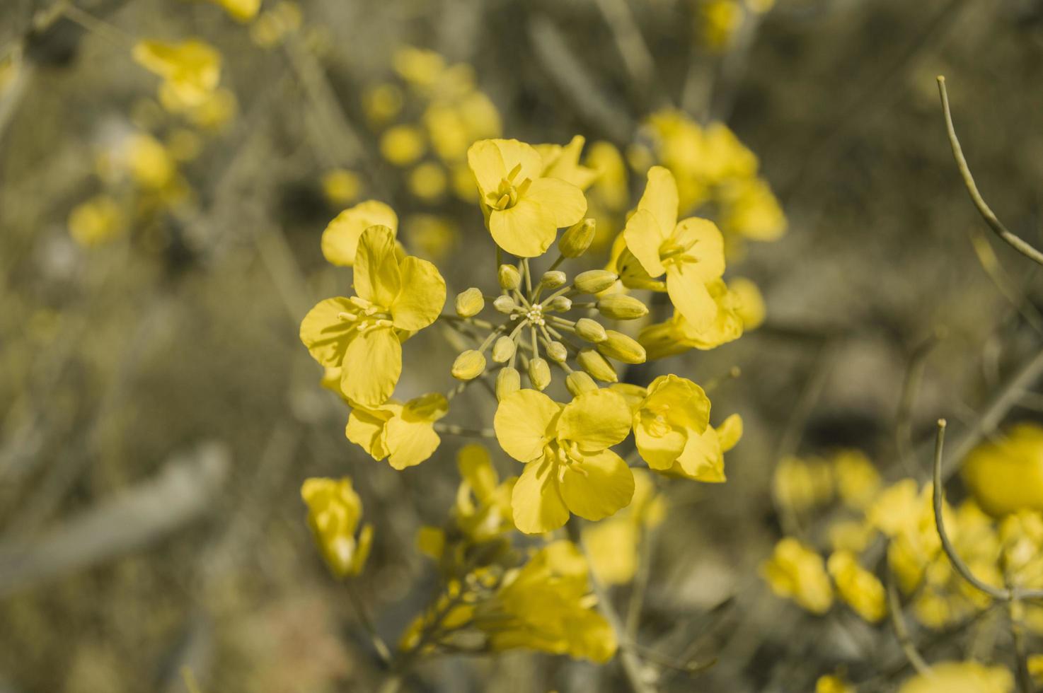 gula raps- eller rapsblommor, odlade för rapsoljan foto