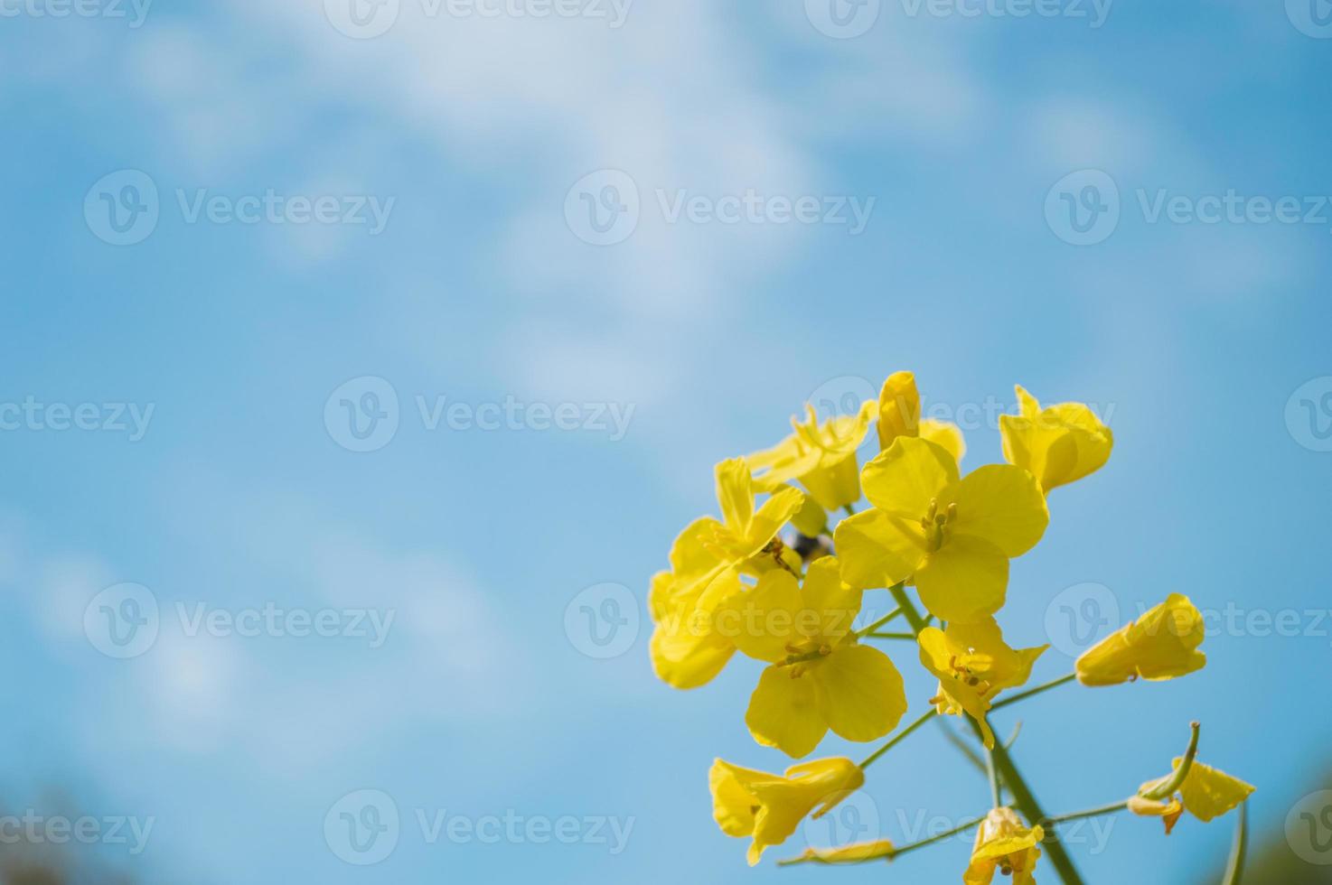 gula raps- eller rapsblommor, odlade för rapsoljan foto