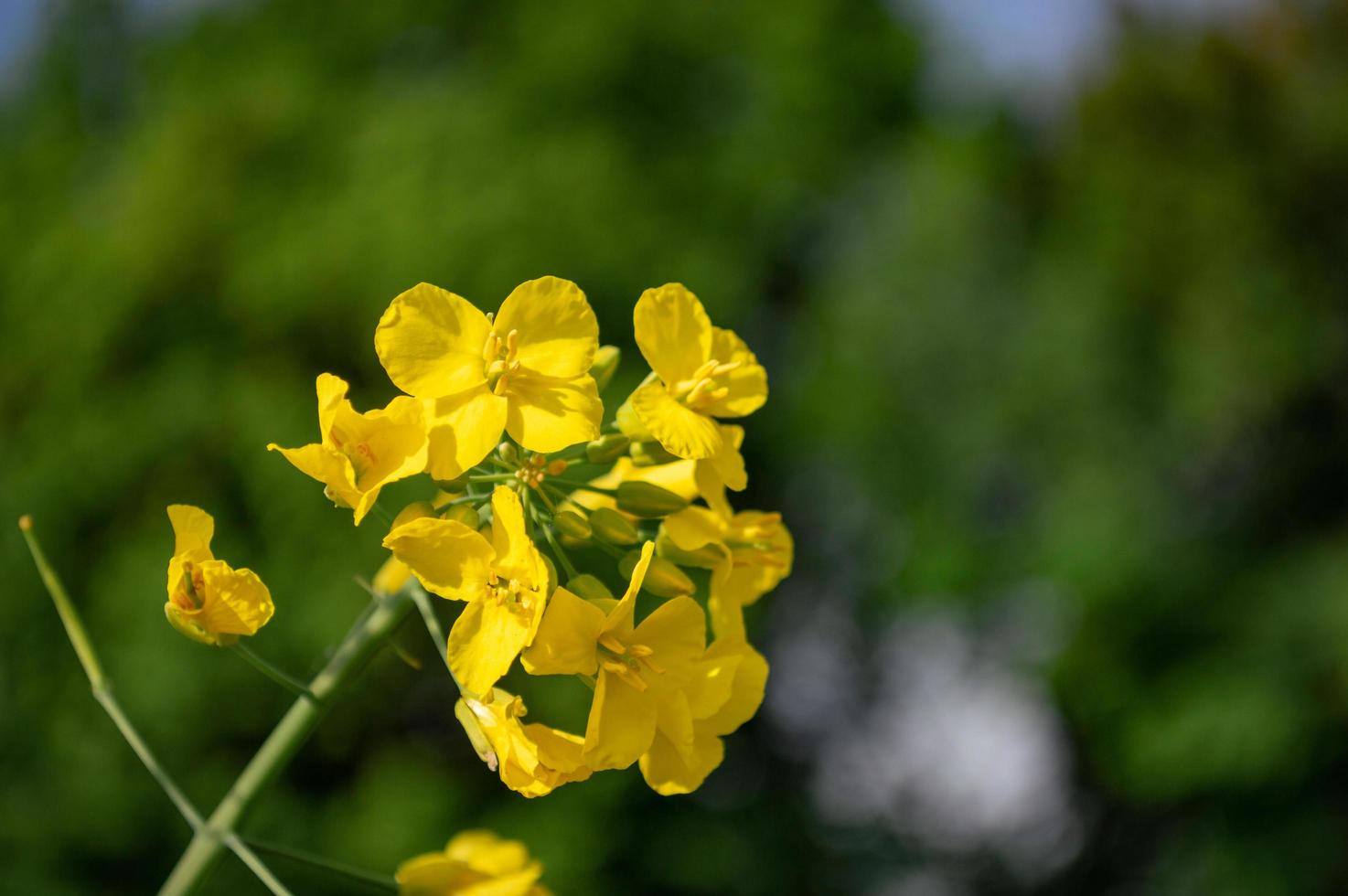 gula raps- eller rapsblommor, odlade för rapsoljan foto