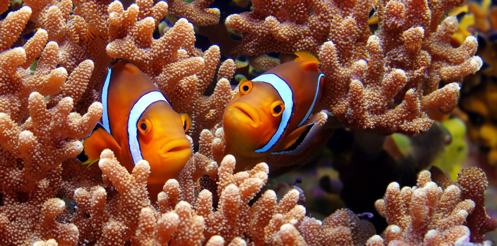 clown fisk och korall under vattnet anemon fisk liv i de hav 3d illustration foto