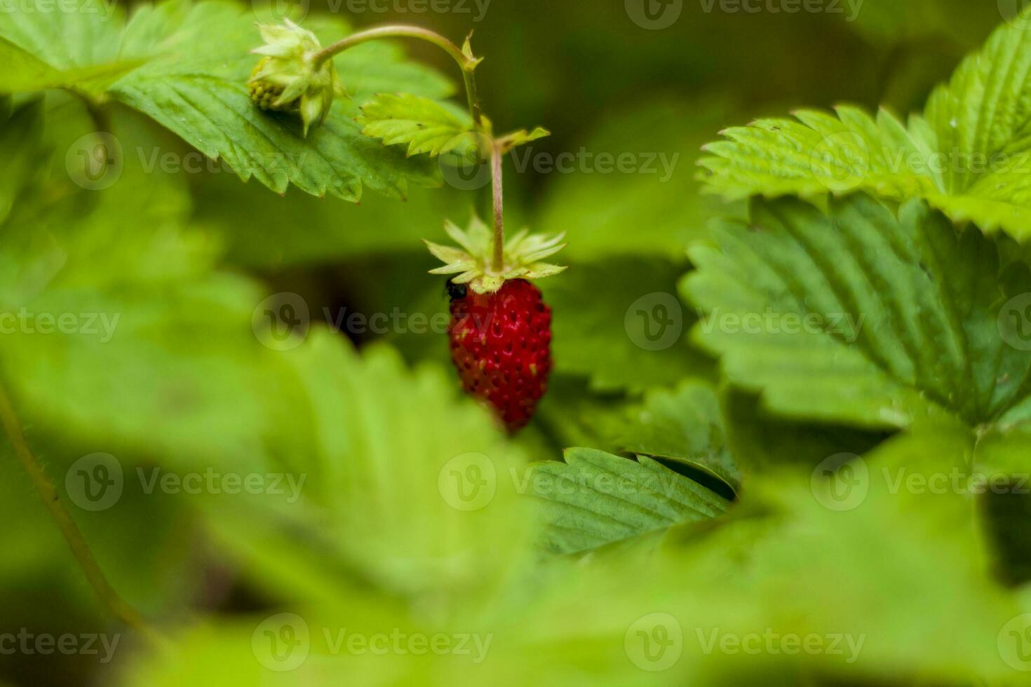 vild jordgubb är en vild bär. närbild på suddig grönska med kopiering av Plats, använder sig av som en bakgrund av de naturlig landskap, ekologi. makro fotografi, foto