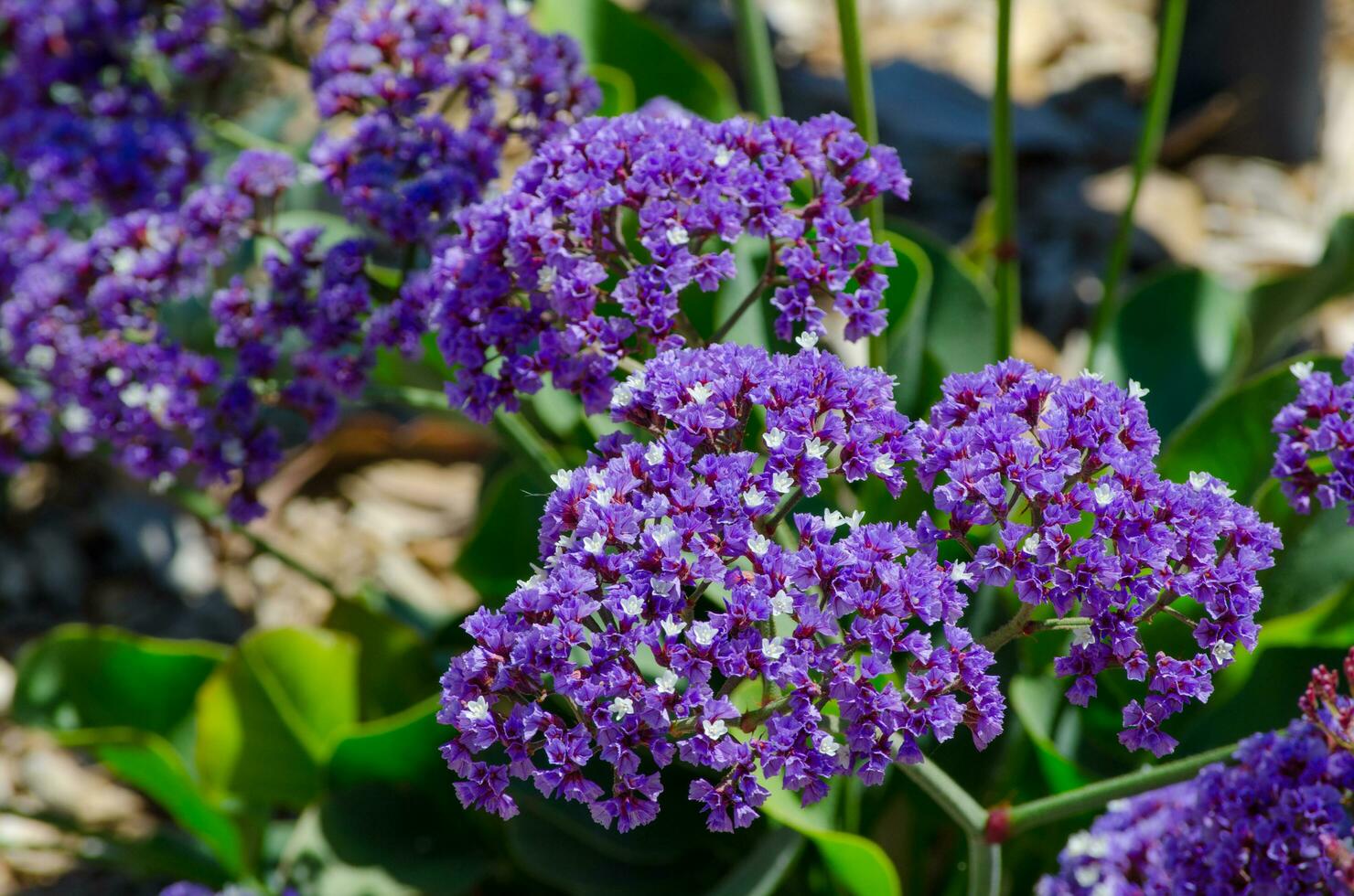 schersmin vulgaris eller bevingad strand lila lila blomma är en arter av blommande växt i de oliv familj oleaceae i en vår säsong på en botanisk trädgård. foto