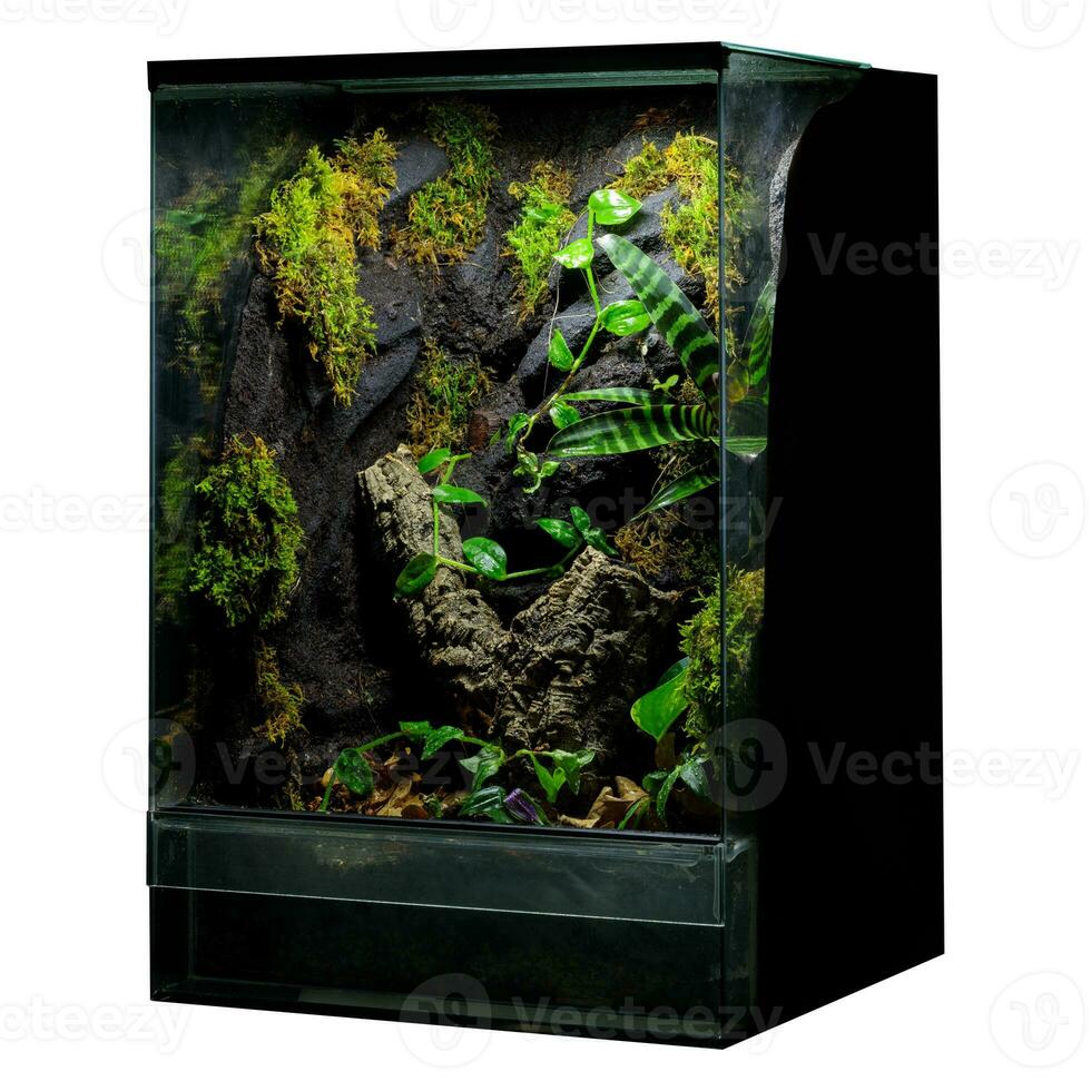 upplyst reptil terrarium med vegetation foto
