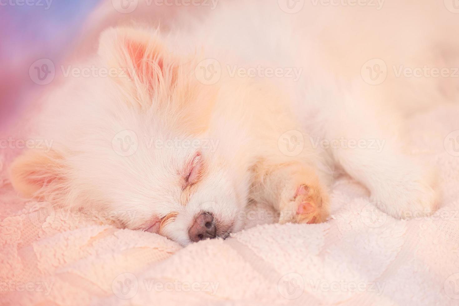 vit spitz valp sover. krämfärgad sovande pomeranian. sömn, ömhet. sällskapsdjur foto