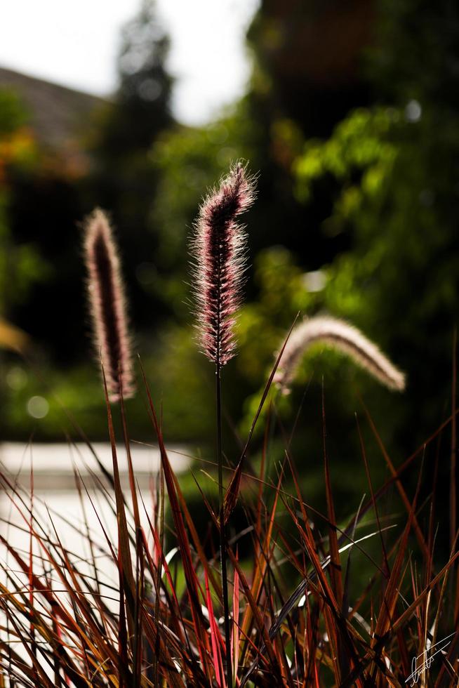 närbild av foxtail växter i dagsljus foto