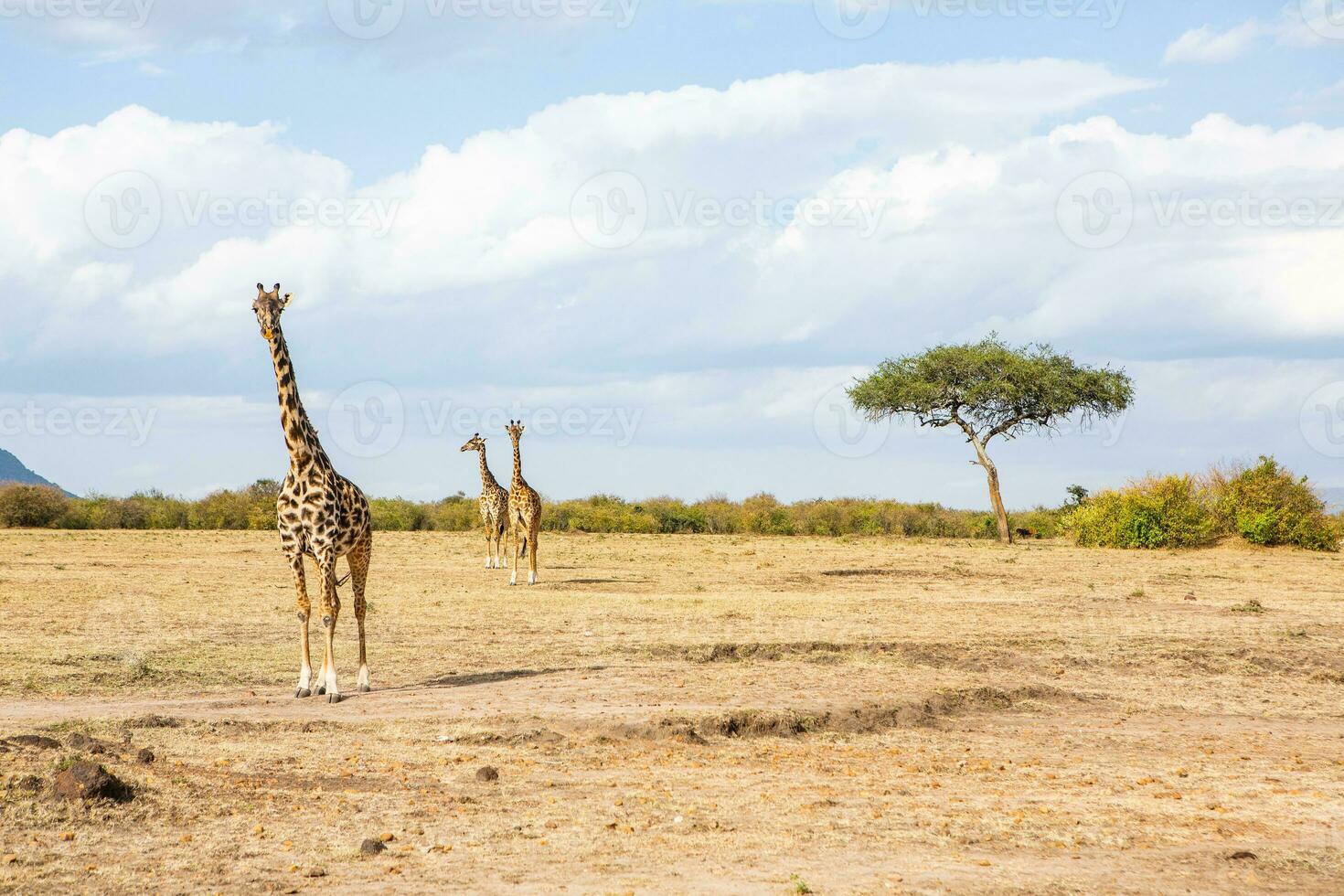 safari genom de vild värld av de maasai mara nationell parkera i kenya. här du kan ser antilop, zebra, elefant, lejon, giraffer och många Övrig afrikansk djur. foto