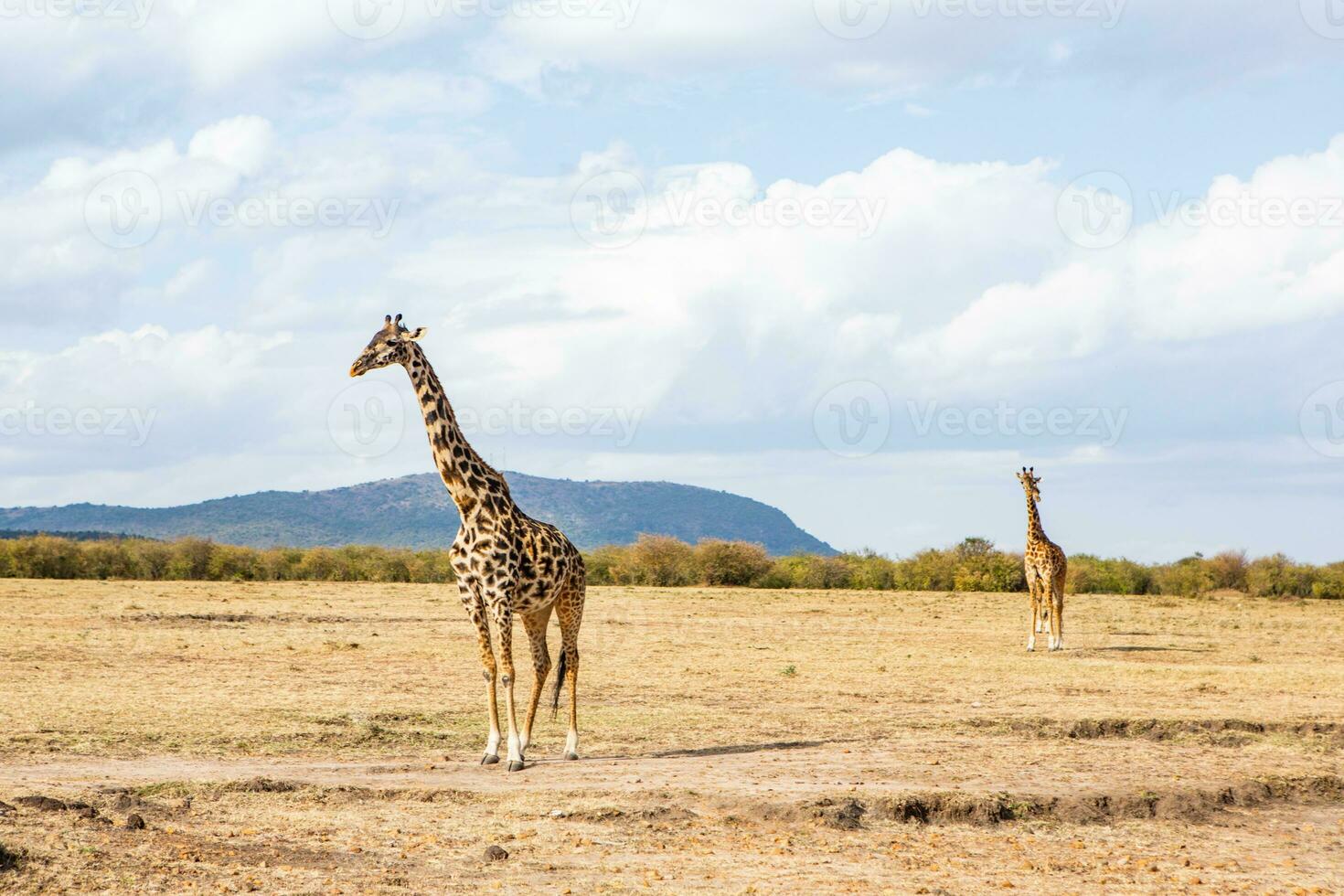 safari genom de vild värld av de maasai mara nationell parkera i kenya. här du kan ser antilop, zebra, elefant, lejon, giraffer och många Övrig afrikansk djur. foto