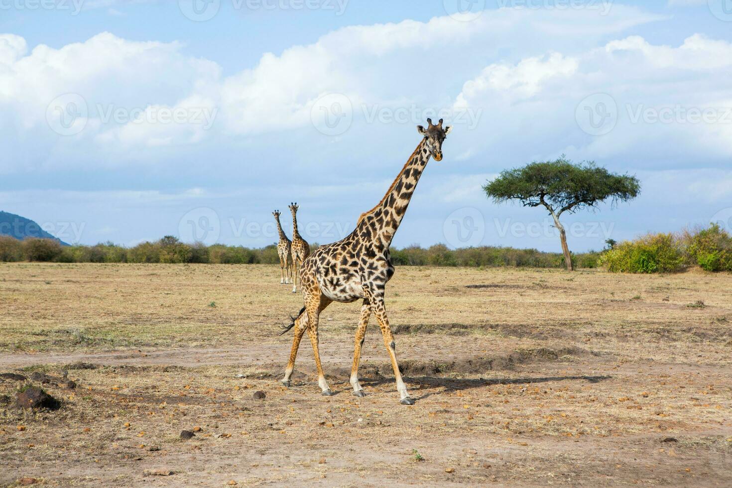 safari genom de vild värld av de maasai mara nationell parkera i kenya. här du kan ser antilop, zebra, elefant, lejon, giraffer och många Övrig afrikansk djur. foto