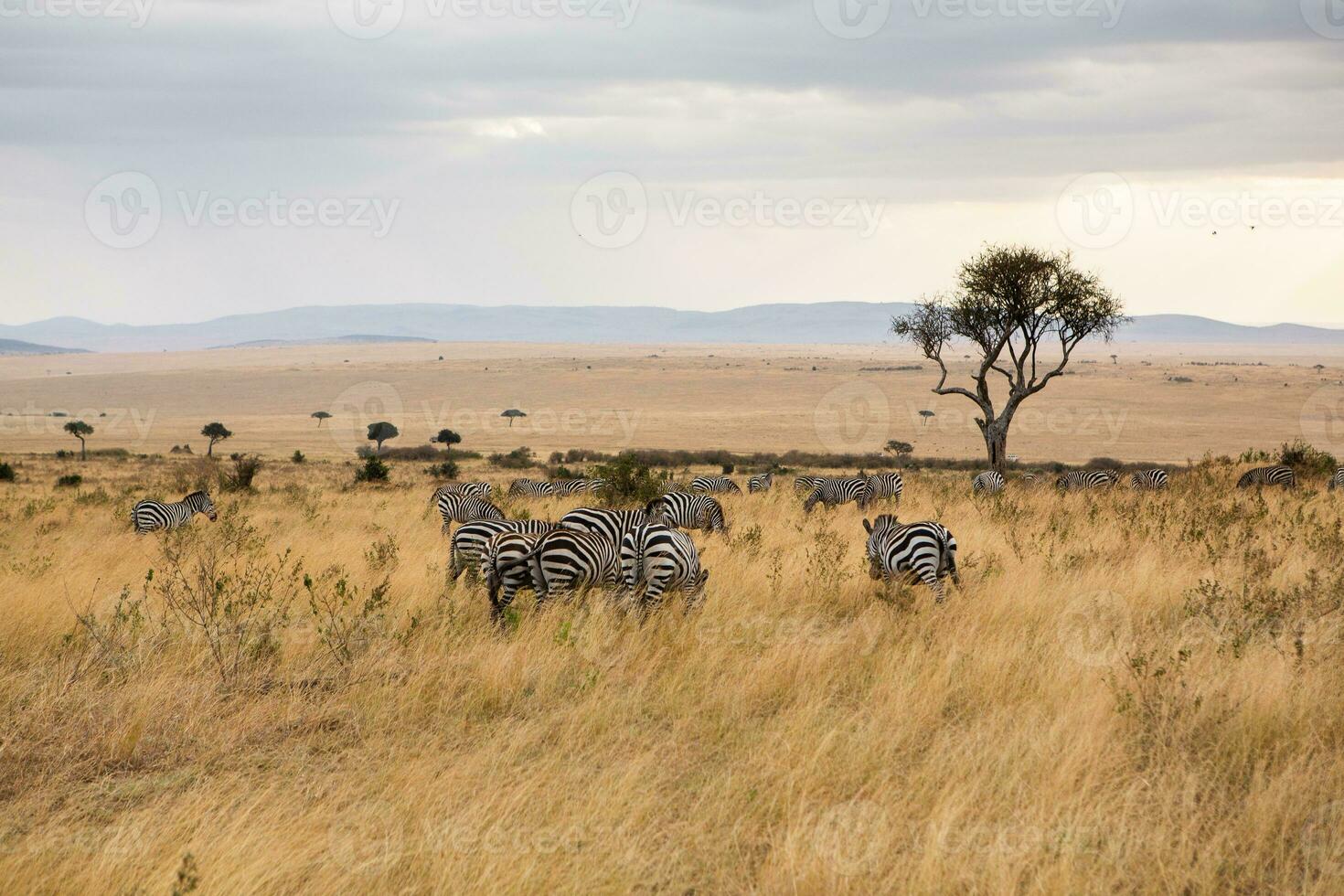 safari genom de vild värld av de maasai mara nationell parkera i kenya. här du kan ser antilop, zebra, elefant, lejon, giraffer och många Övrig afrikansk djur. foto