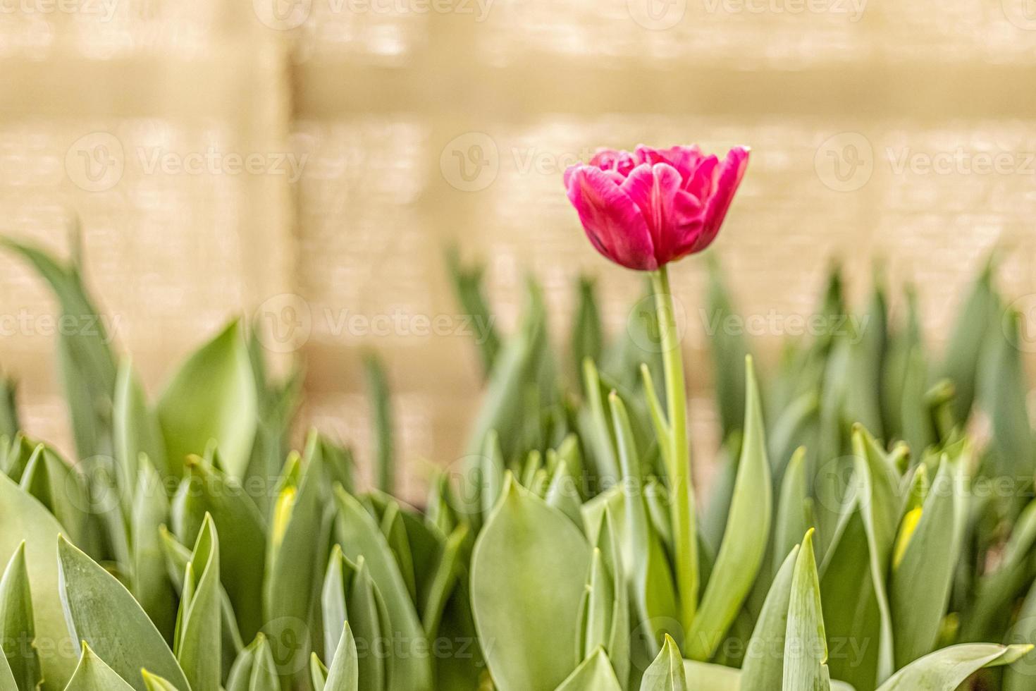 rosa tulpan på en blomsterrabatt i trädgården. vår. blomning. foto