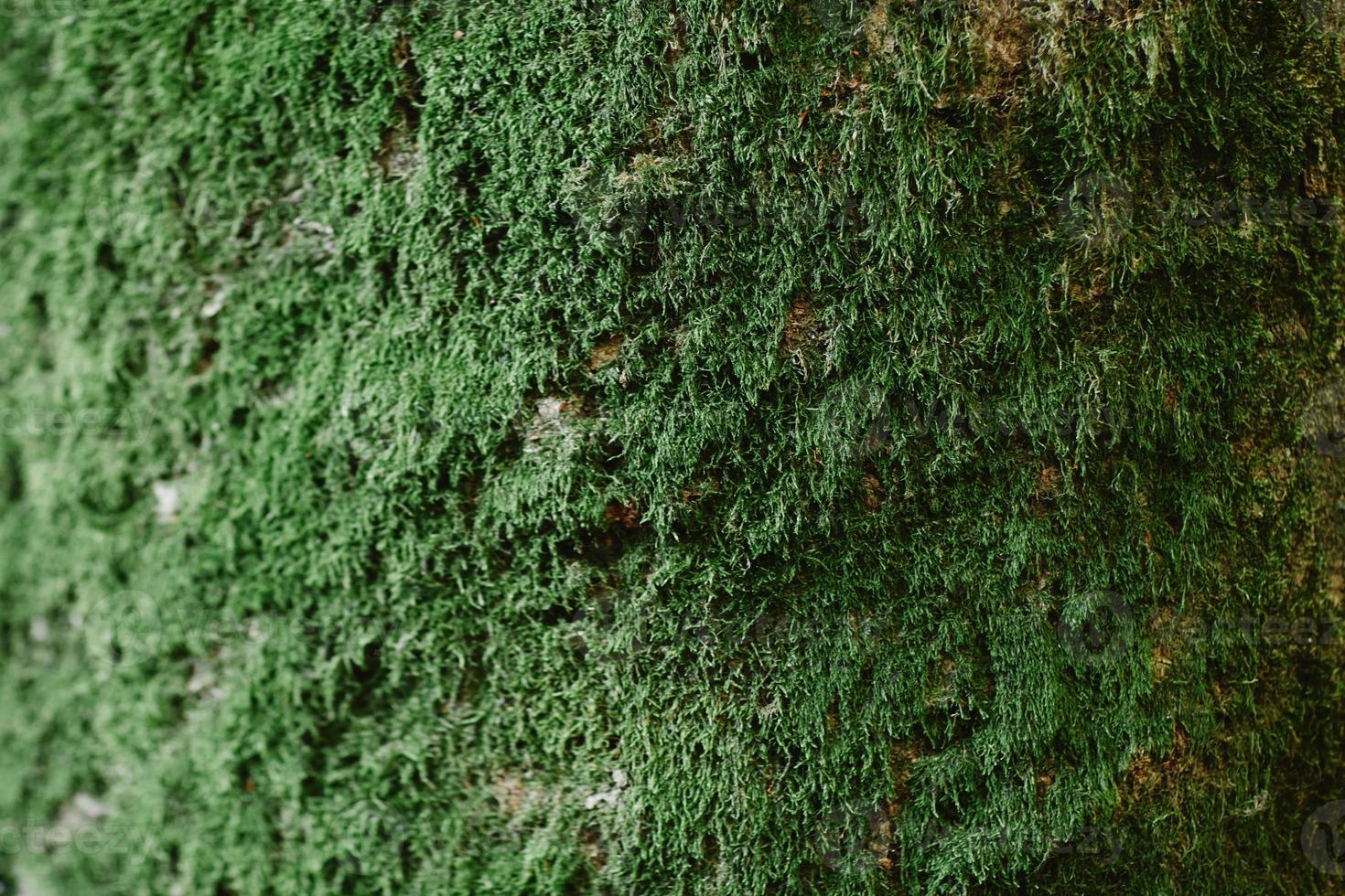 närbild av grön mossa på trä under regnperioden, selektiv fokus, miljö koncept, kopia utrymme. grön bark på trädstamnärbild. mossa växer kraftigt på barken på detta träd foto