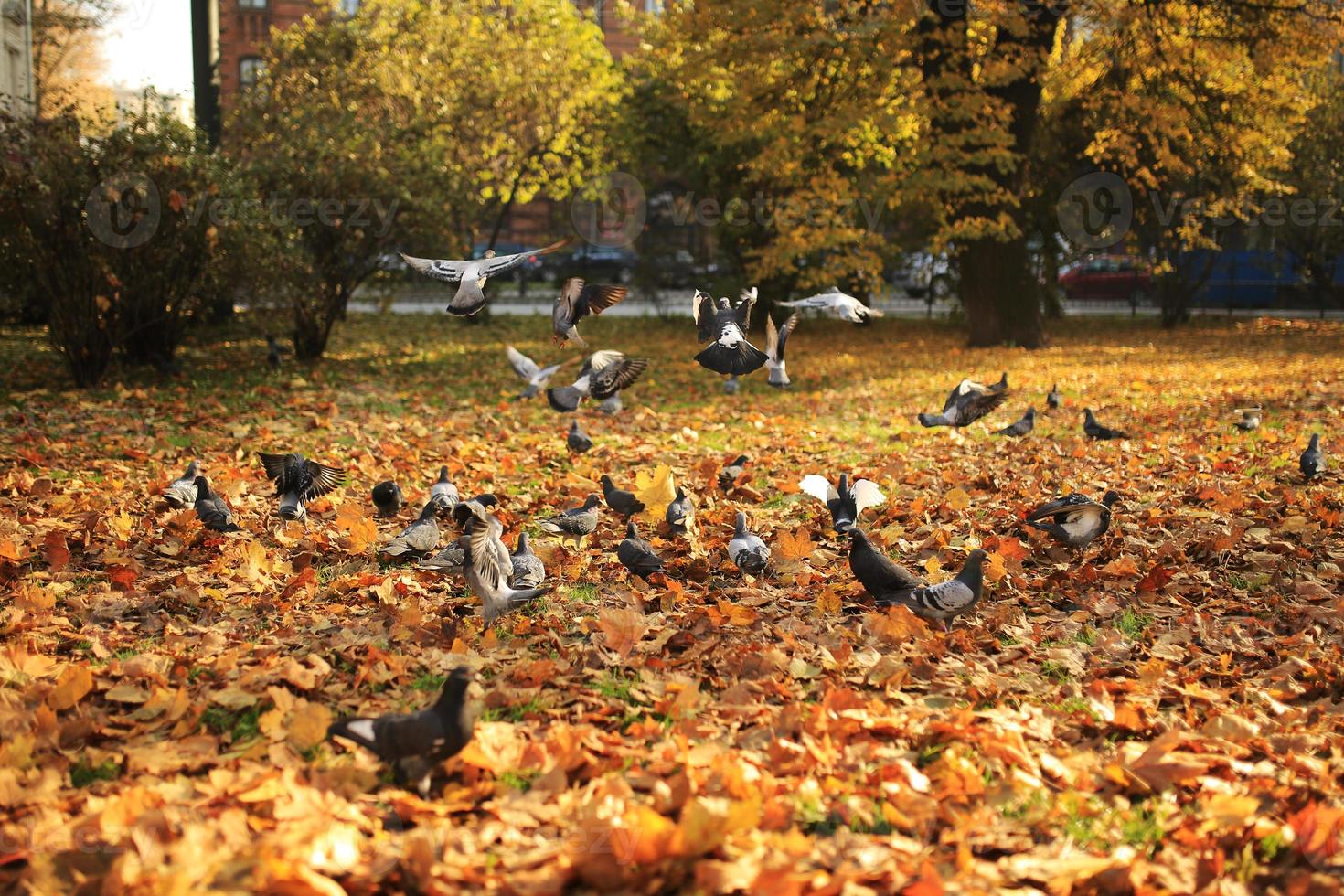 en stor flock duvor lyfter från marken till luften i parken på hösten. flygande vilda duvor foto