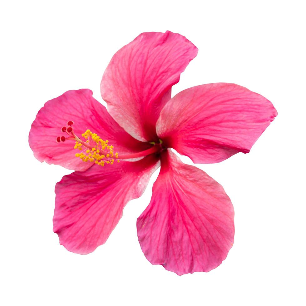 närbild av en vacker rosa hibiskusblomma isolerad på vit bakgrund. foto