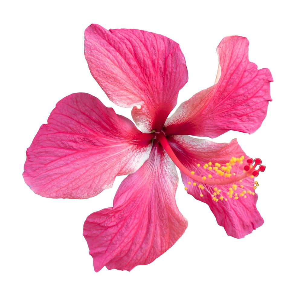 närbild av en vacker rosa hibiskusblomma isolerad på vit bakgrund. foto