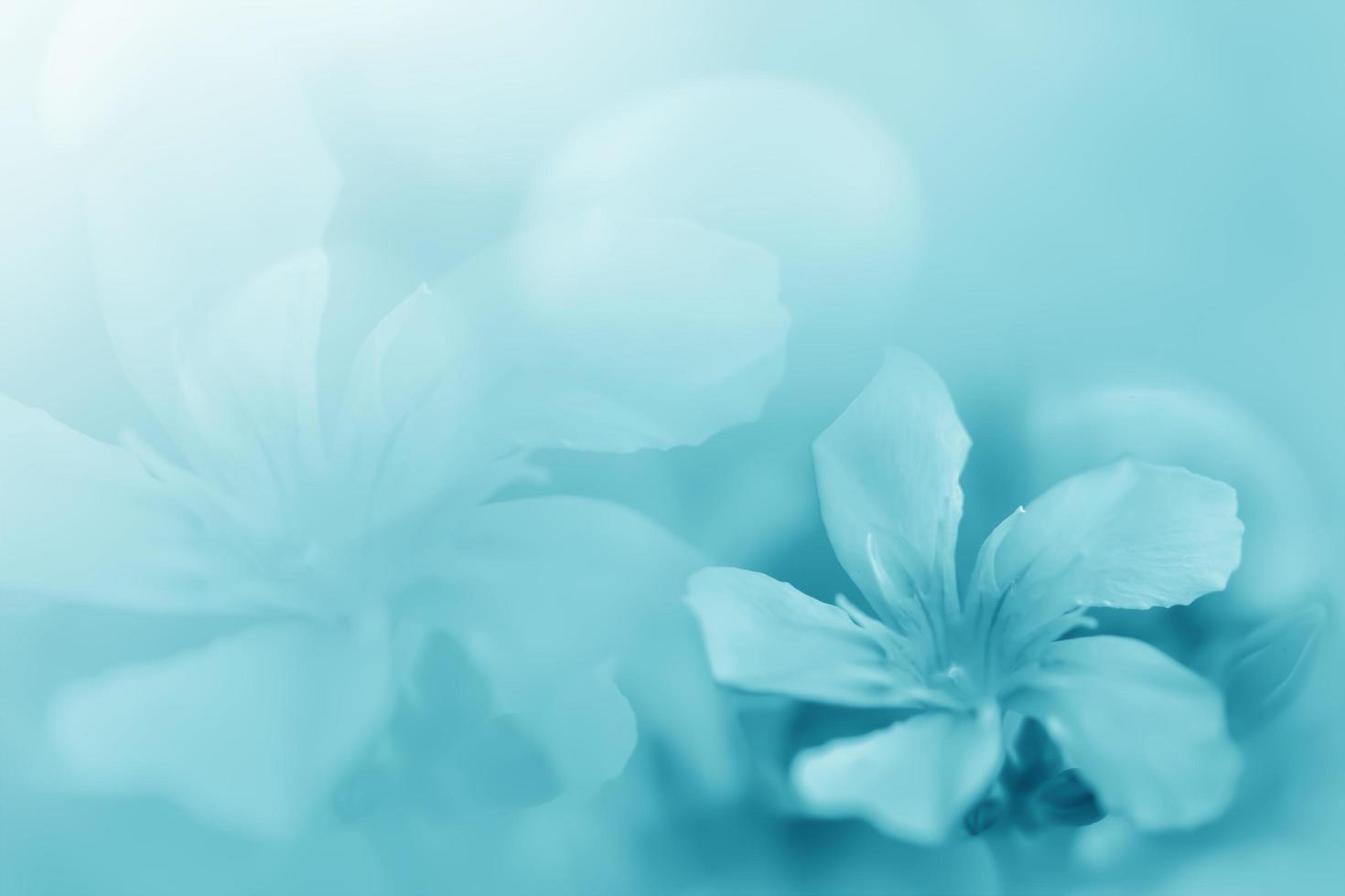 pastellblå grön vacker vårblomma blommar gren bakgrund med gratis kopia utrymme för gratulationskort eller miljö försättsblad, mall, webb banner och rubrik. foto