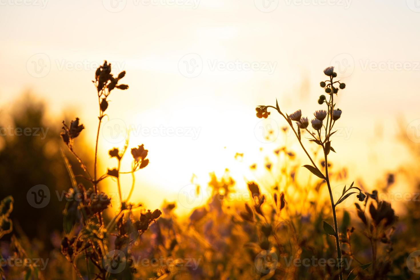 ängsgräs med vacker solbländning på morgonen vid soluppgång foto