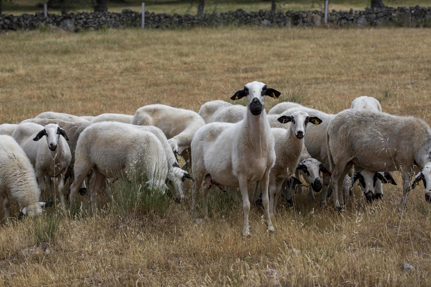 flock får i portugal foto