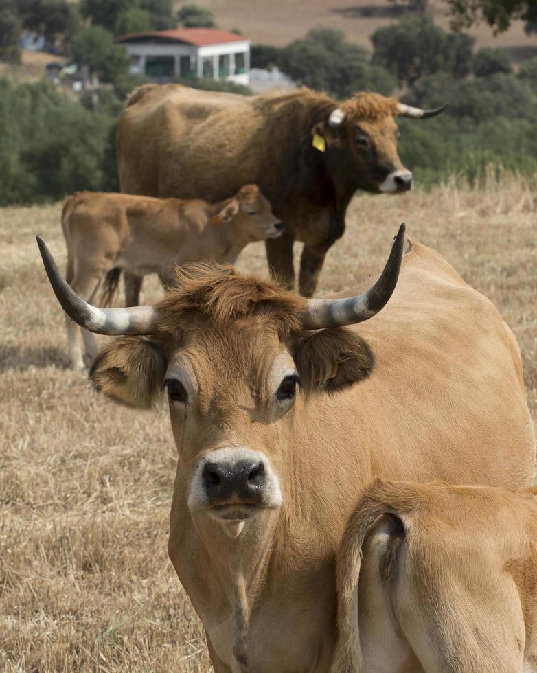 besättning av mirandesa uppfödda kor i Portugal foto