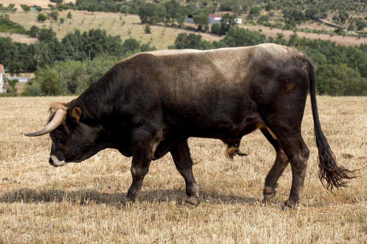 bull of mirandas race i portugal foto