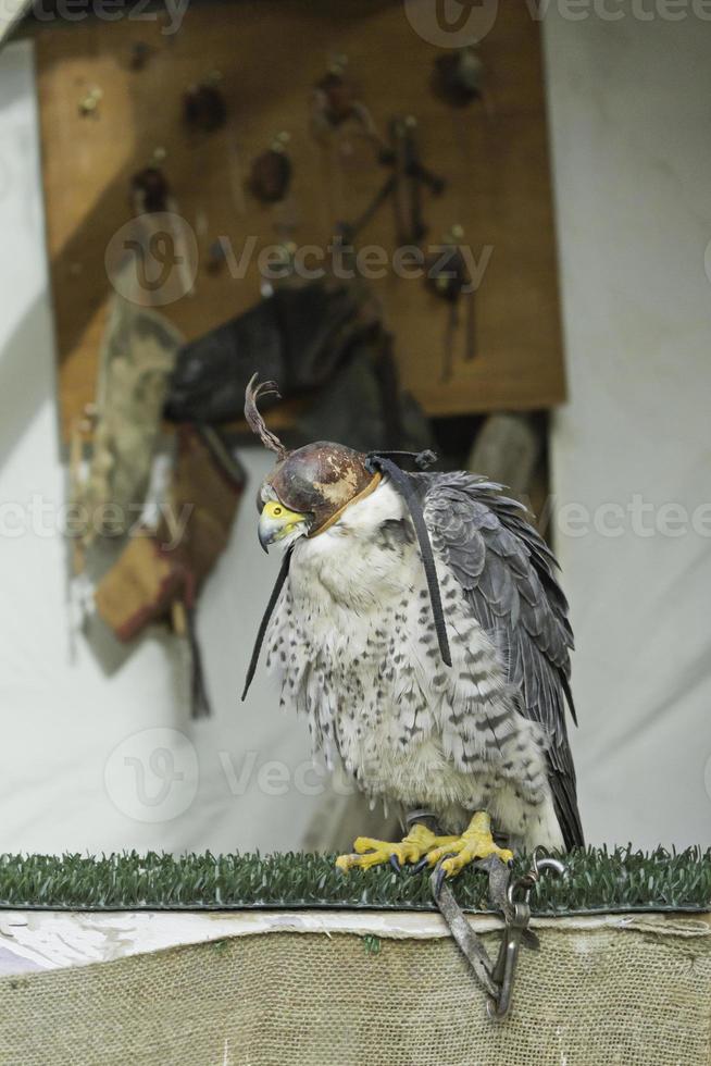 örnskyddad fågel foto