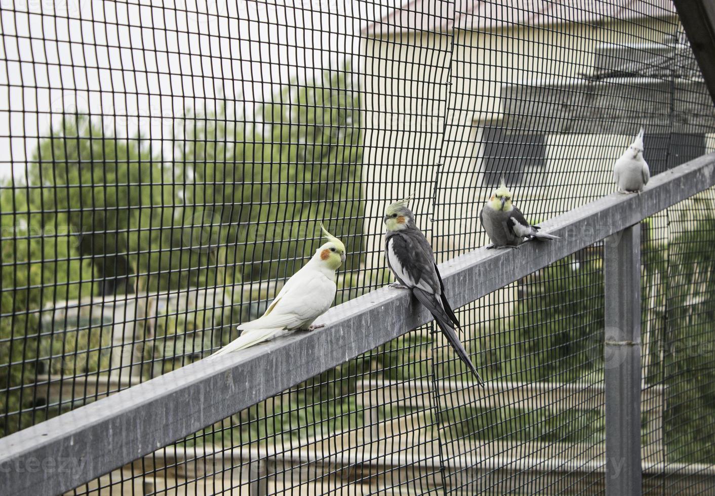 agapornis i stor bur foto