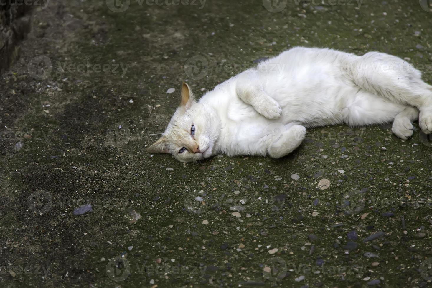 tillfällig vit katt i staden foto