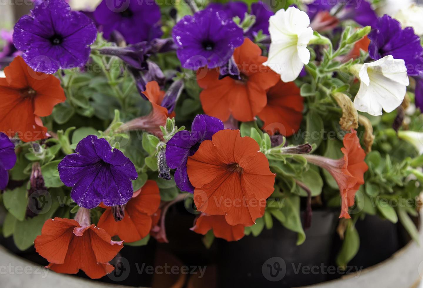 färgglada klockblommor foto