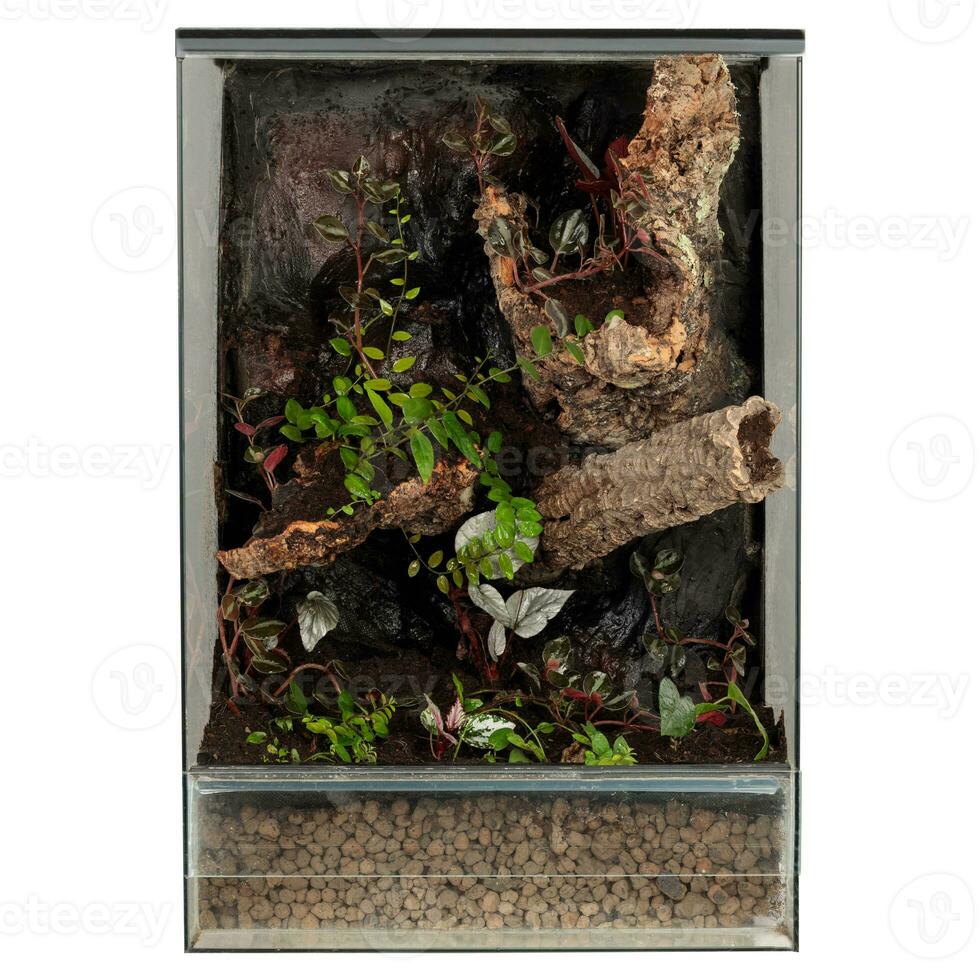 elegant glas terrarium för Hem reptil föder upp foto