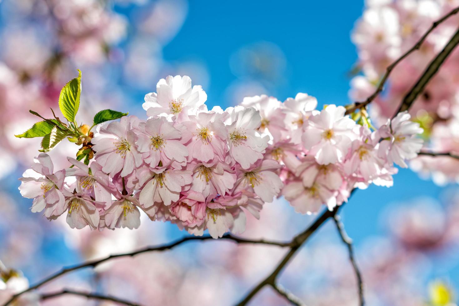selektiv fokusering närbildfotografering. vacker körsbärsblom sakura på våren över blå himmel. foto