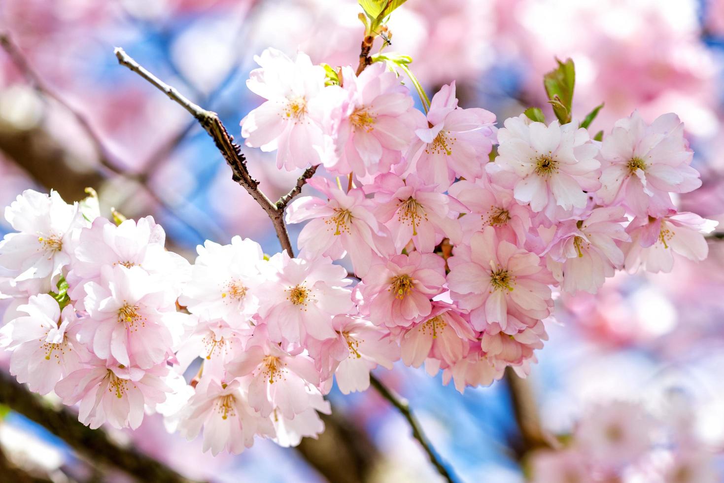 selektiv fokusering närbildfotografering. vacker körsbärsblom sakura på våren över blå himmel. foto