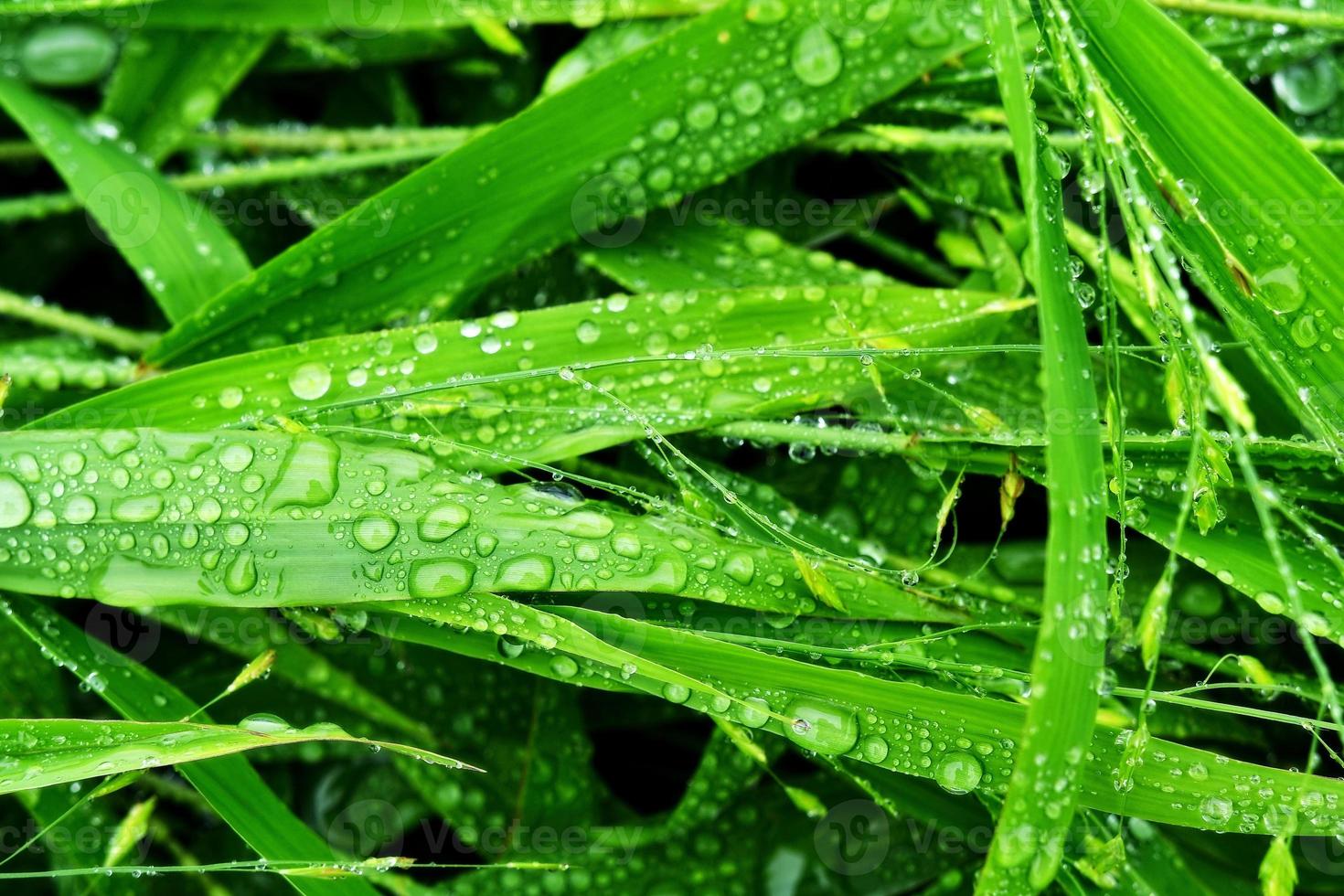 selektivt fokus. bild. närbild av färskt grönt bladverk med vattendroppar efter regn - bild foto