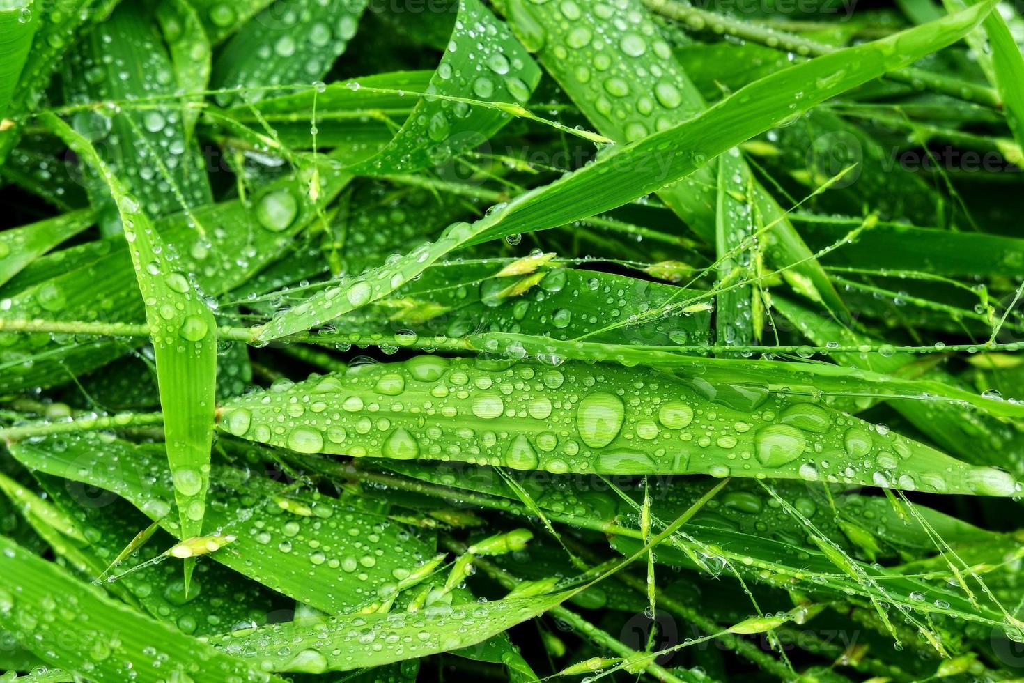 selektivt fokus. bild. närbild av färskt grönt bladverk med vattendroppar efter regn - bild foto