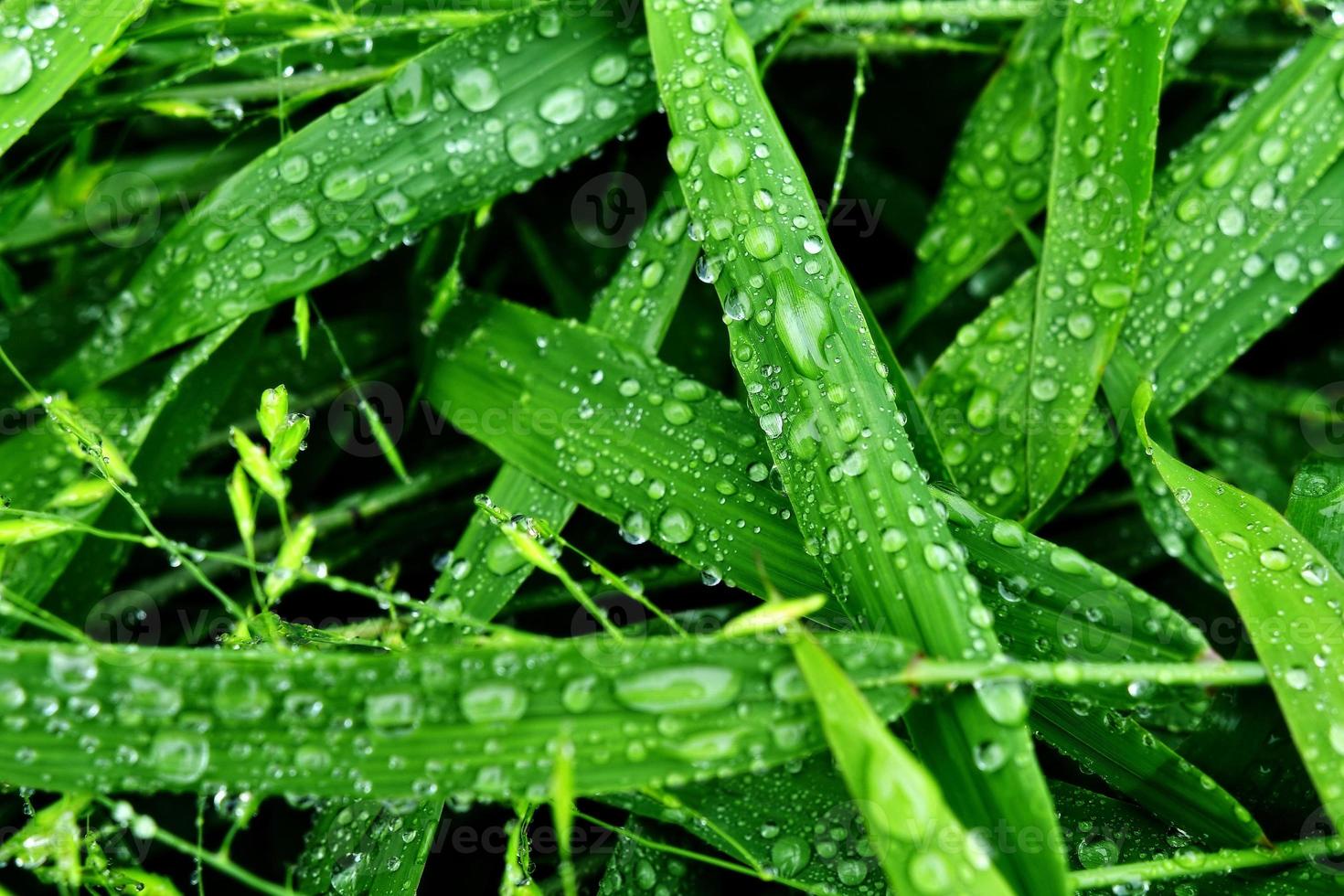 selektivt fokus. bild. närbild av färskt grönt bladverk med vattendroppar efter regn - bild foto