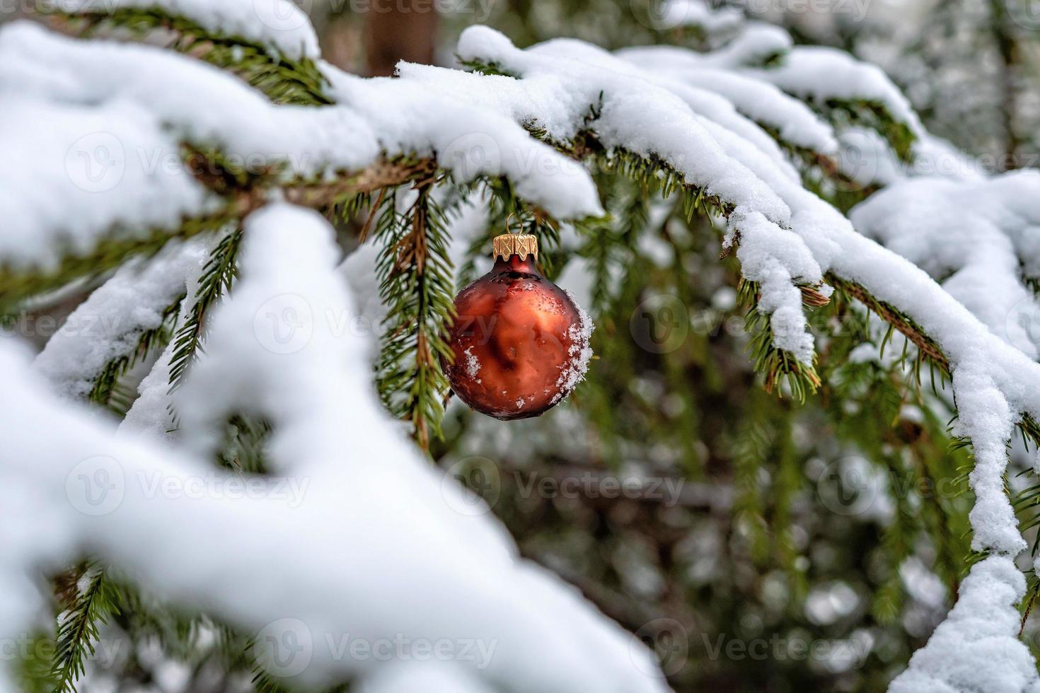 röd jul boll på den snötäckta granfilialen foto