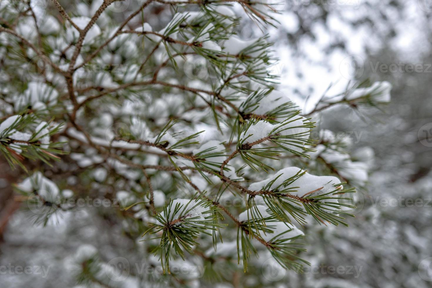 den snötäckta grangrenen. snöig skog. foto