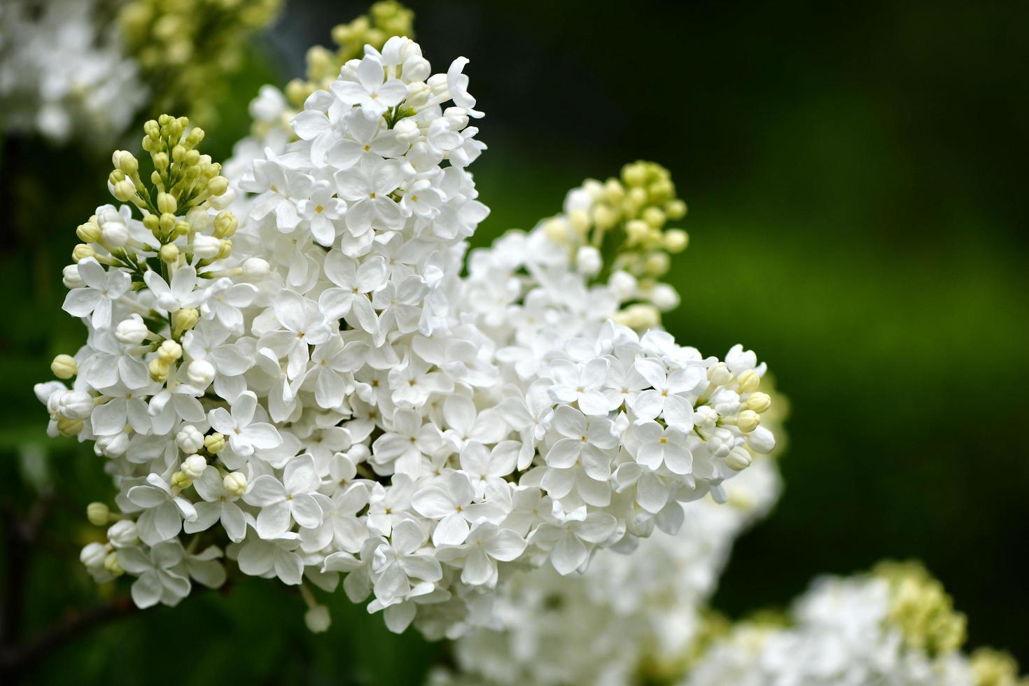 vita blommor i trädgården foto