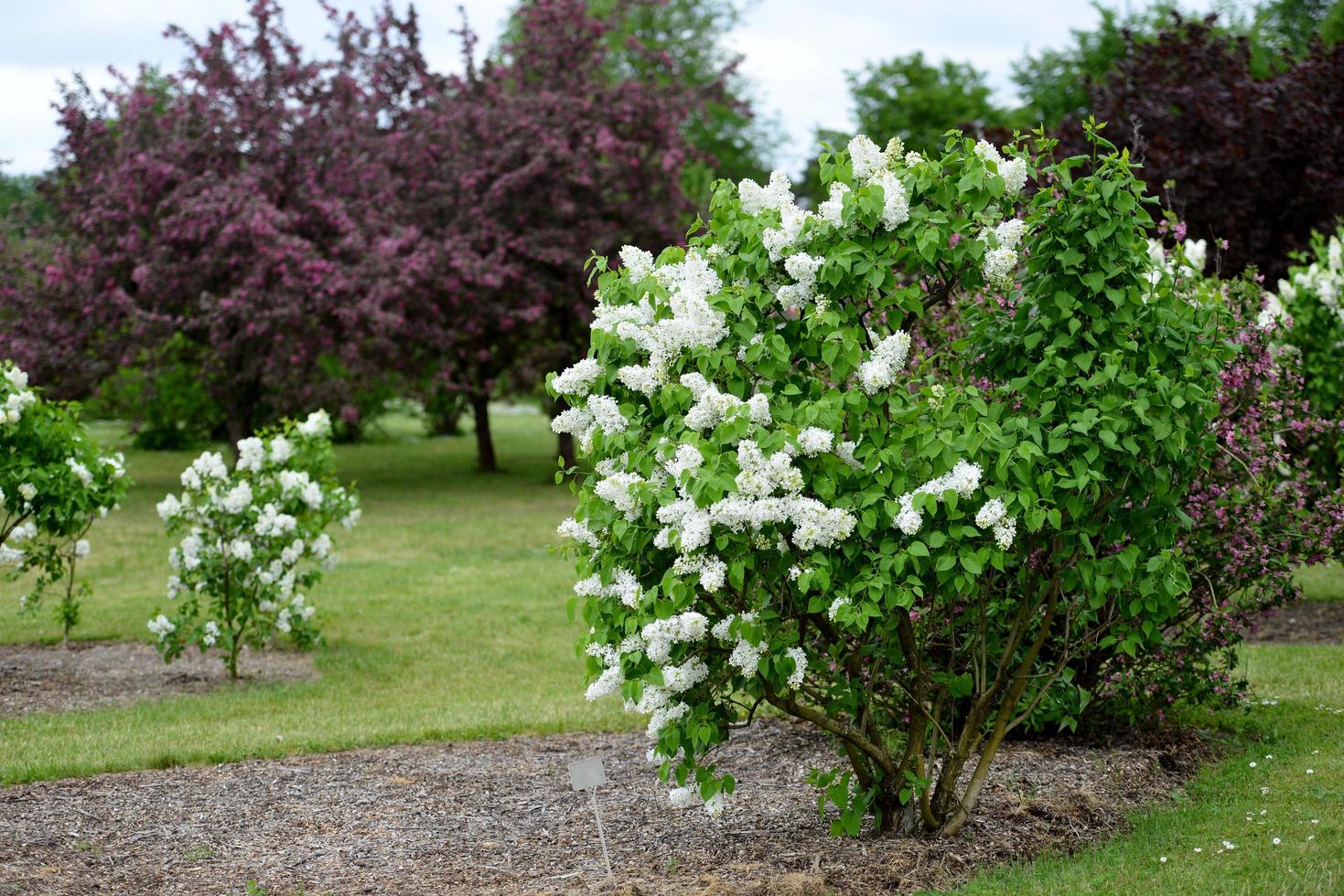 vita blommor i trädgården foto